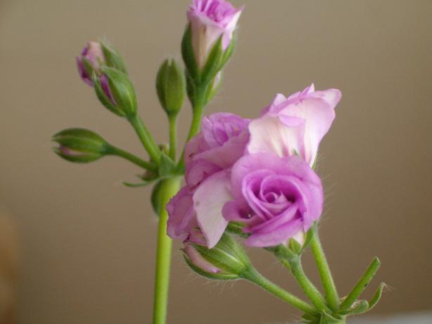 Name:  010.jpg
Views: 1809
Size:  20.8 KB
