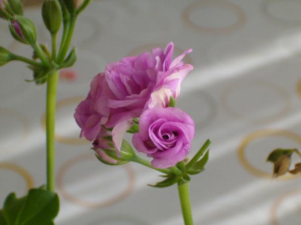 Name:  011.jpg
Views: 1786
Size:  23.0 KB