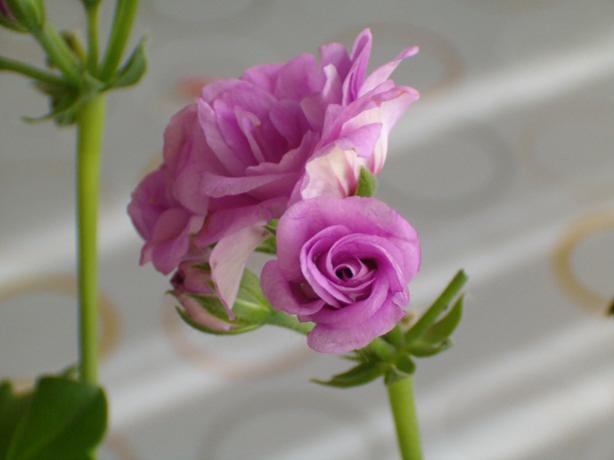 Name:  012.jpg
Views: 1824
Size:  22.4 KB