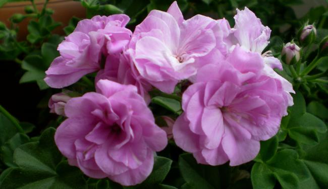 Name:  SANY0152.jpg
Views: 2159
Size:  33.3 KB