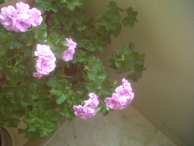 Name:  IMG00292-20110619-0945.jpg
Views: 2190
Size:  34.7 KB