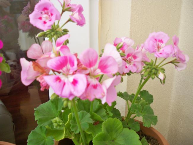 Name:  228.05.2011 035.jpg
Views: 1888
Size:  40.6 KB