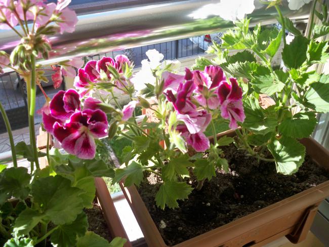 Name:  228.05.2011 062.jpg
Views: 1886
Size:  67.6 KB