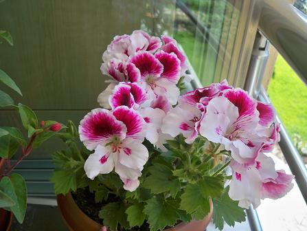Name:  228.05.2011 063,.JPG
Views: 1872
Size:  50.0 KB
