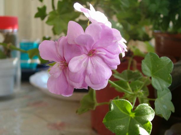 Name:  007.jpg
Views: 1713
Size:  30.1 KB