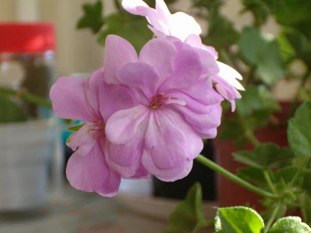 Name:  010.jpg
Views: 1715
Size:  28.1 KB