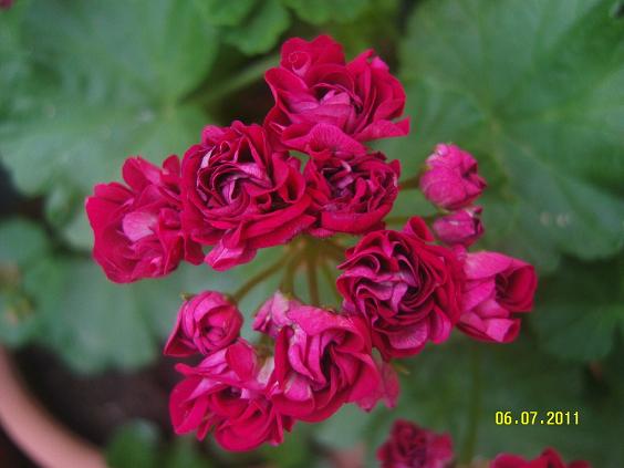 Name:  glsardunya1.jpg
Views: 2376
Size:  47.4 KB