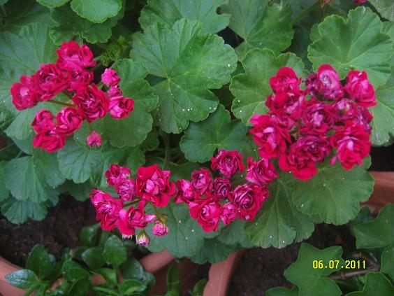 Name:  glsardunya2.jpg
Views: 3040
Size:  62.1 KB