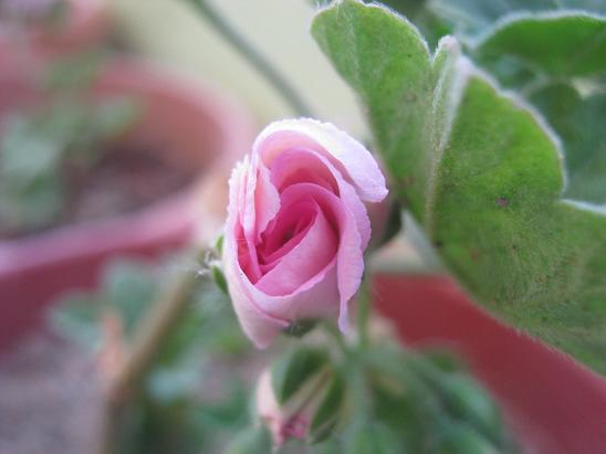 Name:  pembe sakz.JPG
Views: 2068
Size:  35.3 KB