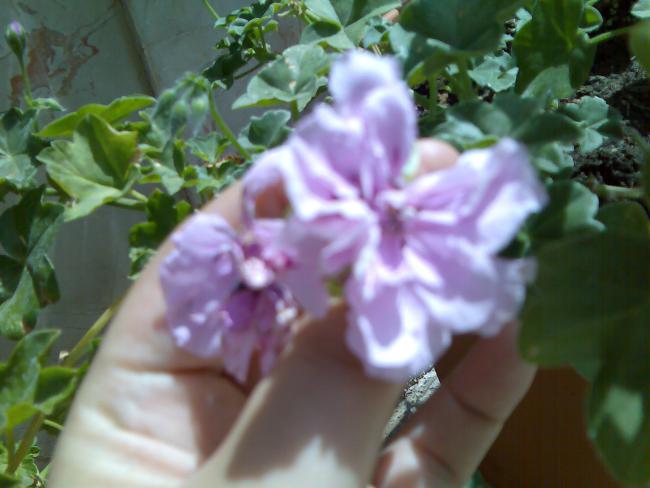 Name:  Grnt141.jpg
Views: 2645
Size:  38.1 KB