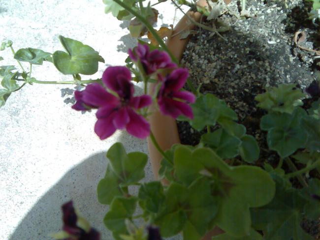 Name:  Grnt142.jpg
Views: 2684
Size:  46.9 KB