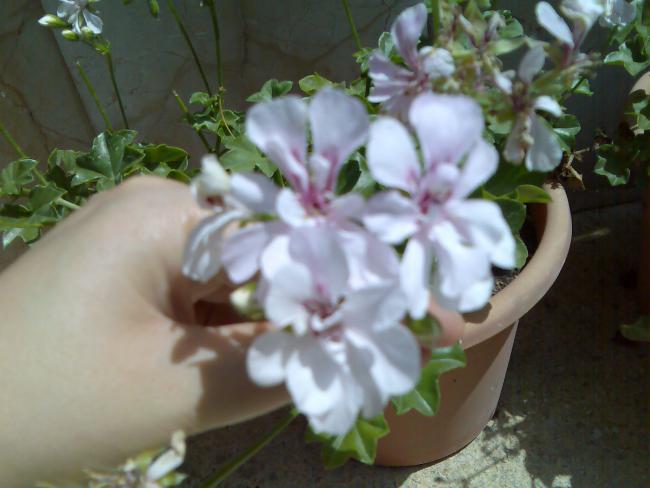Name:  Grnt143.jpg
Views: 2622
Size:  37.6 KB