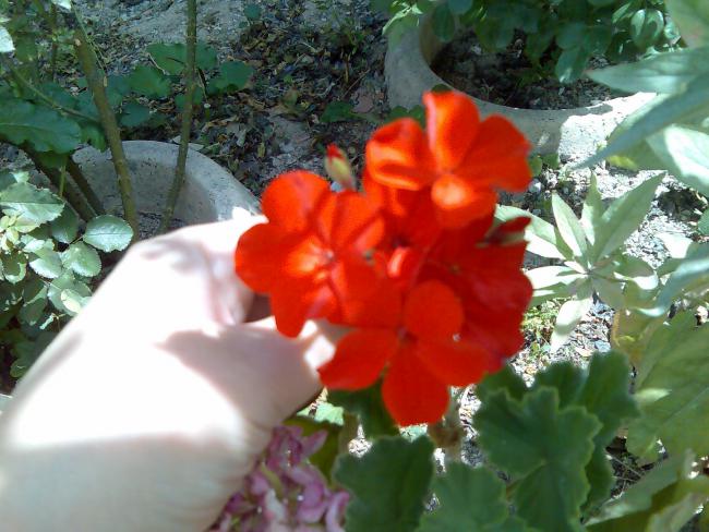 Name:  Grnt146.jpg
Views: 2273
Size:  53.7 KB