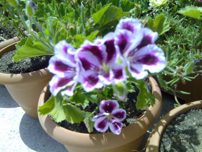Name:  Grnt149.jpg
Views: 2287
Size:  62.0 KB