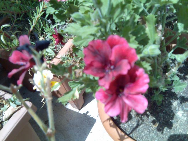 Name:  Grnt150.jpg
Views: 2286
Size:  55.5 KB