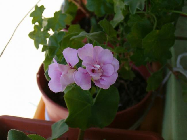 Name:  004.jpg
Views: 2894
Size:  26.4 KB