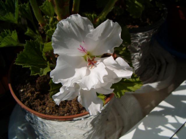 Name:  005.jpg
Views: 2425
Size:  33.9 KB