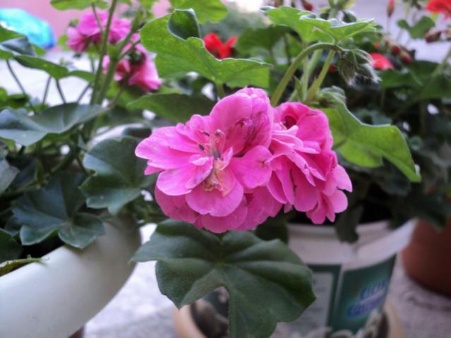 Name:  Image00009.jpg
Views: 2224
Size:  41.3 KB