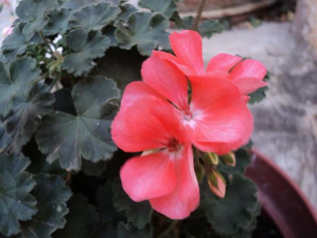 Name:  Image00012.jpg
Views: 2282
Size:  32.4 KB