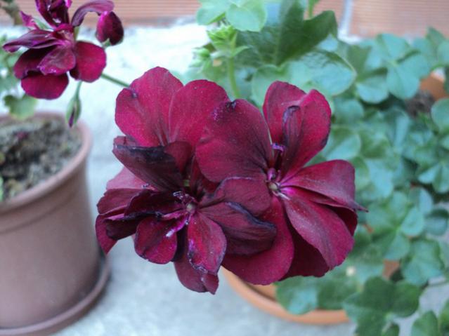 Name:  Image00015.jpg
Views: 2569
Size:  38.5 KB