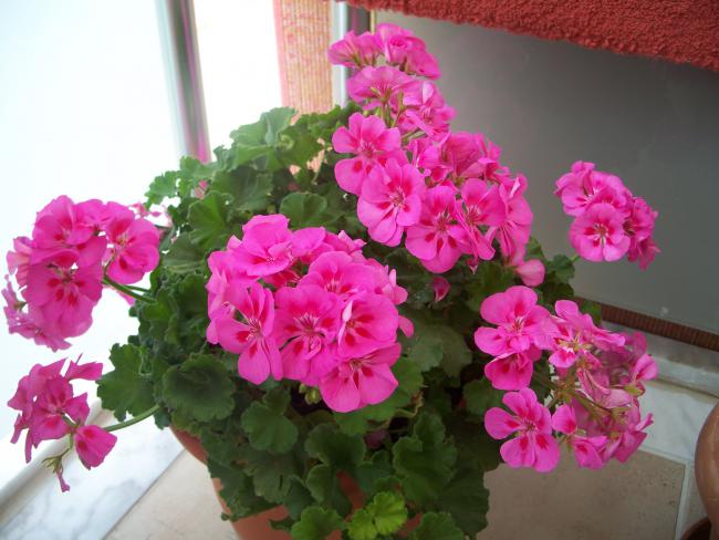Name:  100_3208.jpg
Views: 1751
Size:  47.6 KB