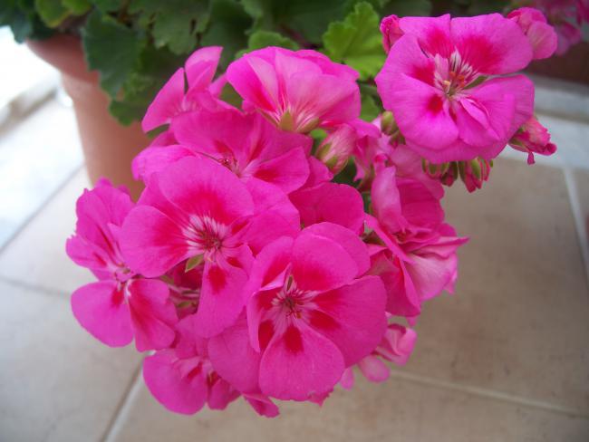 Name:  100_3213.jpg
Views: 1773
Size:  35.1 KB