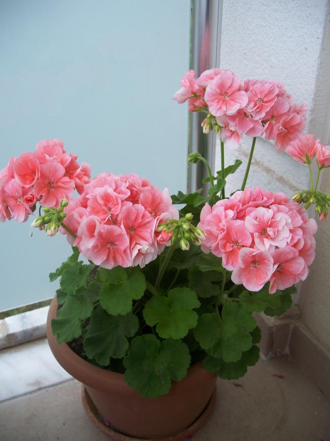 Name:  100_3240.jpg
Views: 1823
Size:  59.0 KB