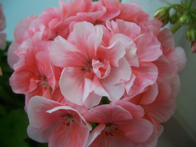 Name:  100_3242.jpg
Views: 1732
Size:  31.7 KB