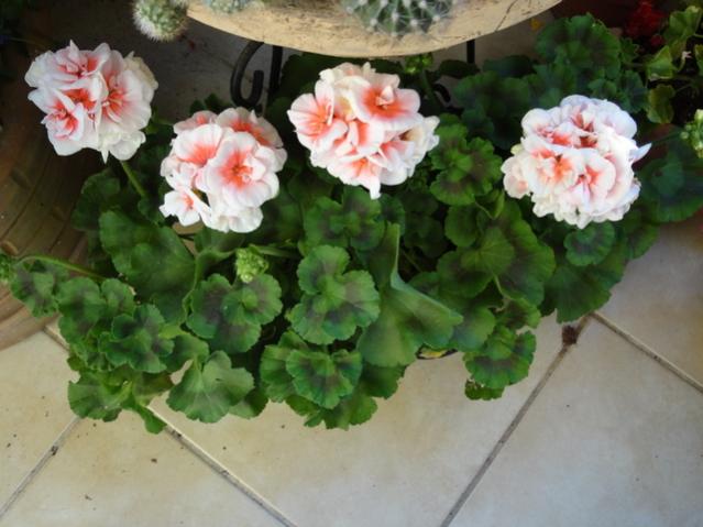 Name:  DSC00025.jpg
Views: 1867
Size:  43.2 KB
