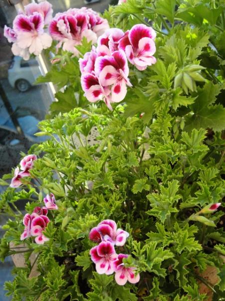 Name:  DSC00041.jpg
Views: 1779
Size:  64.8 KB