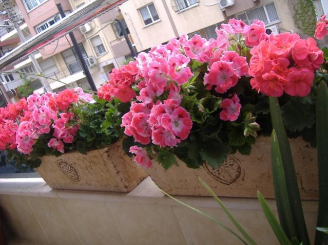 Name:  Luna Belgrad 254.jpg
Views: 2613
Size:  52.2 KB
