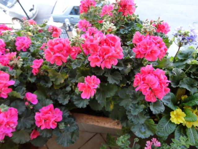 Name:  DSC00046.jpg
Views: 2167
Size:  58.9 KB