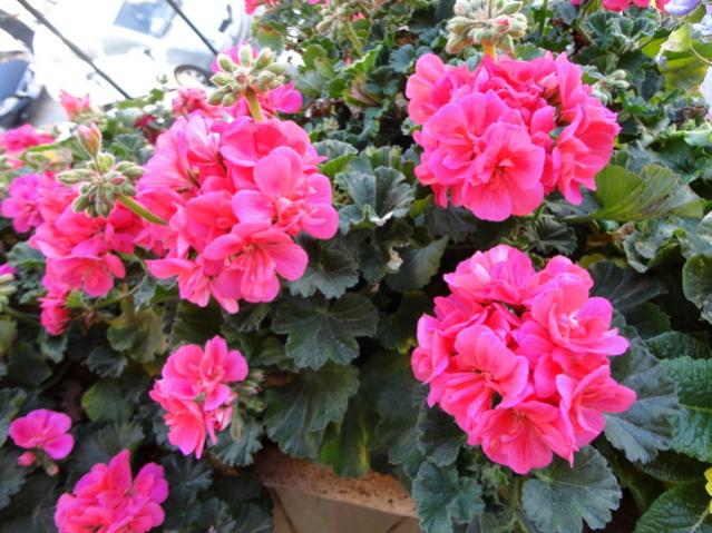 Name:  DSC00053.jpg
Views: 2306
Size:  62.4 KB