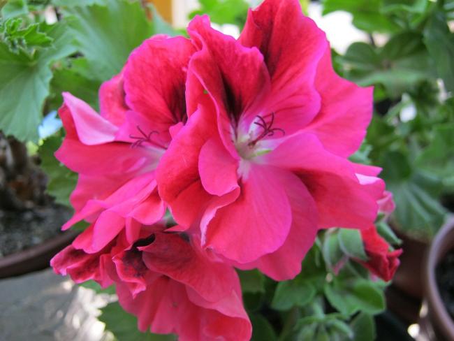 Name:  enes 23 nisan 081.jpg
Views: 1673
Size:  39.0 KB