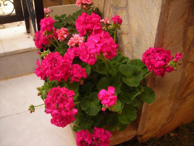 Name:  DSCN7404.jpg
Views: 1913
Size:  48.9 KB