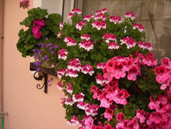 Name:  DSCN7402.jpg
Views: 1978
Size:  62.6 KB