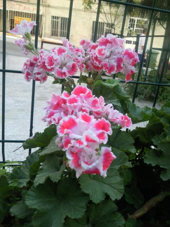 Name:  SNC00009.jpg
Views: 1827
Size:  73.7 KB
