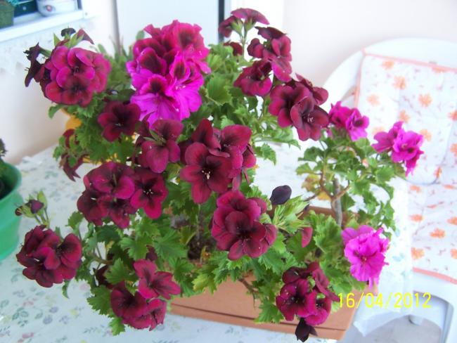 Name:  kuxgh 001.jpg
Views: 6459
Size:  53.4 KB