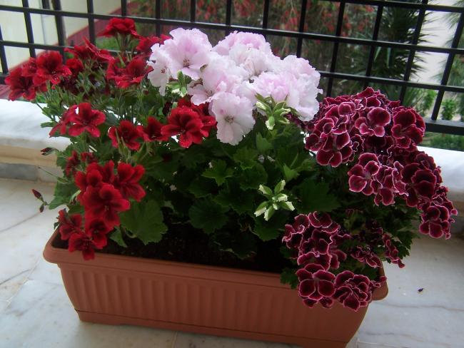 Name:  100_9079.jpg
Views: 1846
Size:  55.7 KB