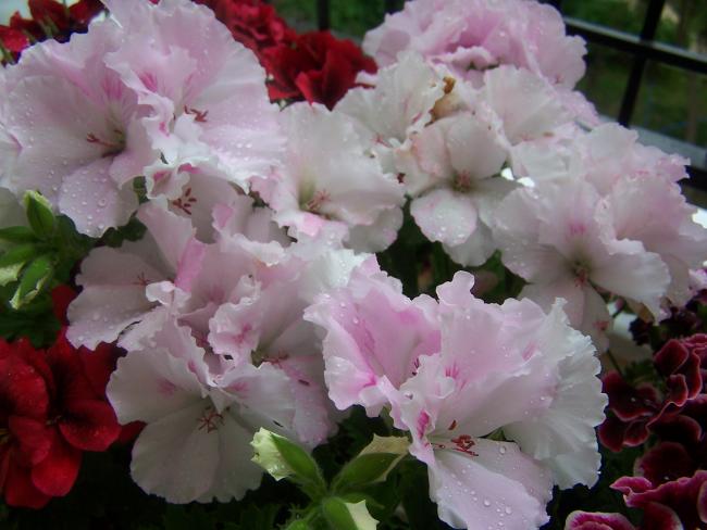 Name:  100_9081.jpg
Views: 1754
Size:  41.3 KB