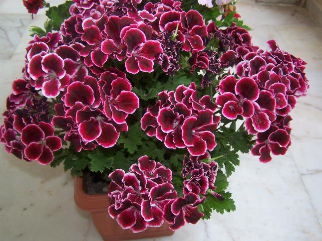 Name:  100_9085.jpg
Views: 1943
Size:  70.4 KB
