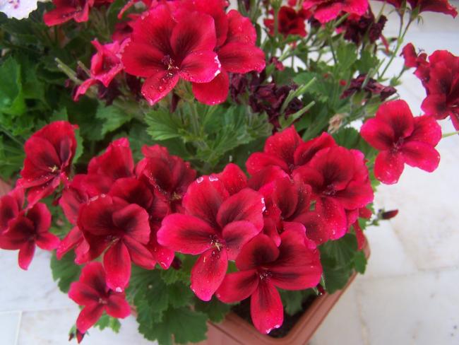 Name:  100_9083.jpg
Views: 1788
Size:  47.4 KB