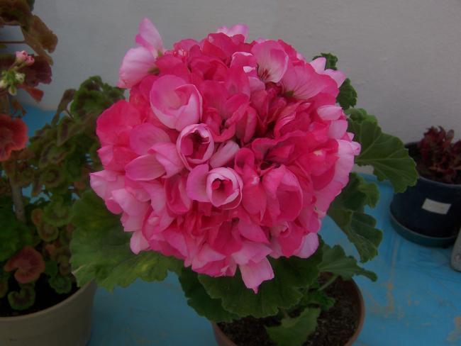 Name:  100_9070.jpg
Views: 1753
Size:  33.9 KB