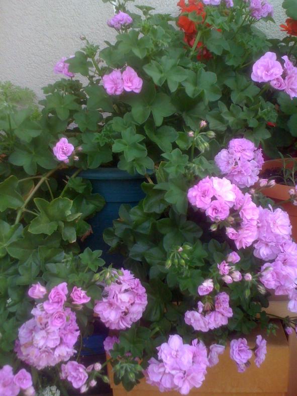 Name:  sardunya.jpg
Views: 1872
Size:  72.1 KB