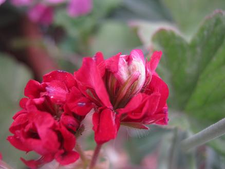 Name:  sard2.JPG
Views: 2553
Size:  31.1 KB