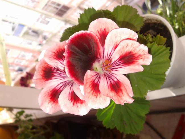 Name:  20120525_154410.jpg
Views: 1666
Size:  43.5 KB