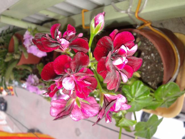 Name:  20120525_161911.jpg
Views: 1649
Size:  48.6 KB