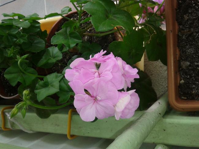 Name:  20120525_154528.jpg
Views: 1662
Size:  42.8 KB
