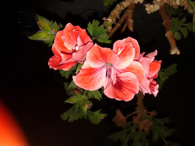 Name:  20120526_202814.jpg
Views: 1613
Size:  33.0 KB