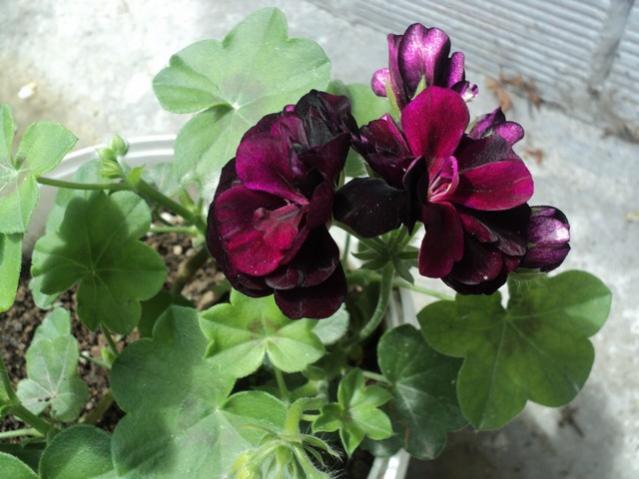Name:  sard 2.jpg
Views: 1916
Size:  43.5 KB